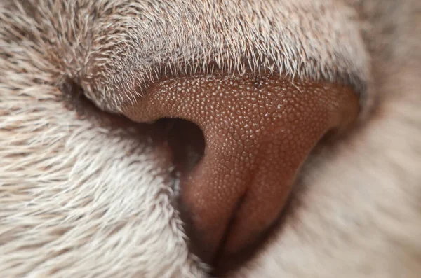 Kedi sesinin mikro görüntüsü