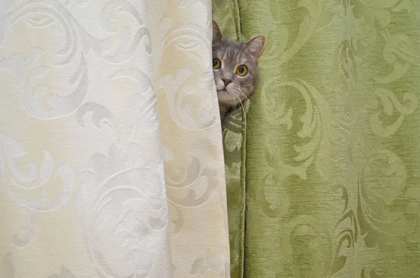 猫は隠れて探して遊ぶ — ストック写真