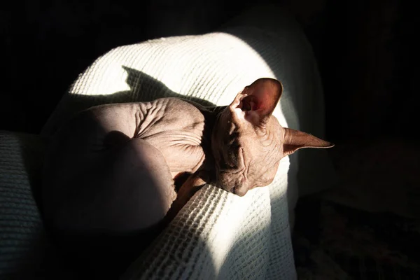 Tembel Kedi Işığı Yakala — Stok fotoğraf