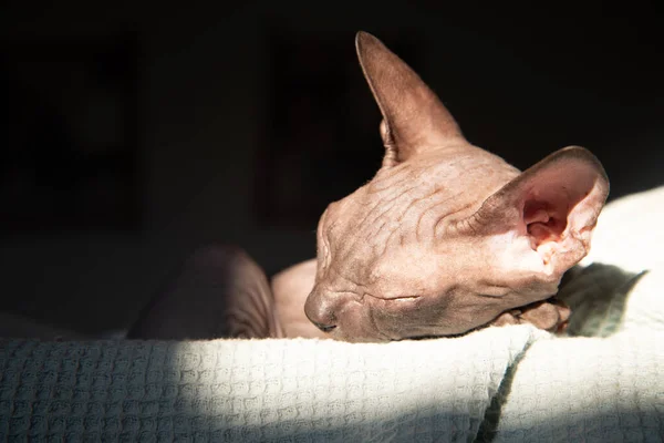 Tembel kedi ışığı yakala 