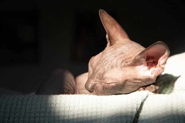 Τεμπέλα Γάτα Πιάσε Φως — Φωτογραφία Αρχείου