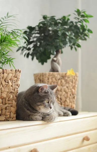 Tembel kedi ışığı yakala 