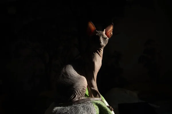 Tembel kedi ışığı yakala 