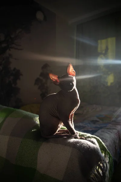 Leniwy Kot Łapie Światło — Zdjęcie stockowe