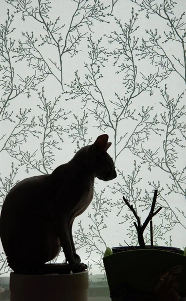 Gato Planta Sin Hojas — Foto de Stock