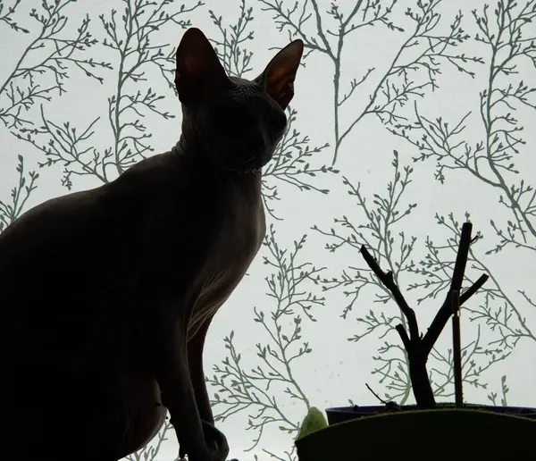 Gatto Pianta Senza Foglie — Foto Stock