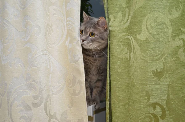 Кіт Грає Ховається Шукає Стокове Фото