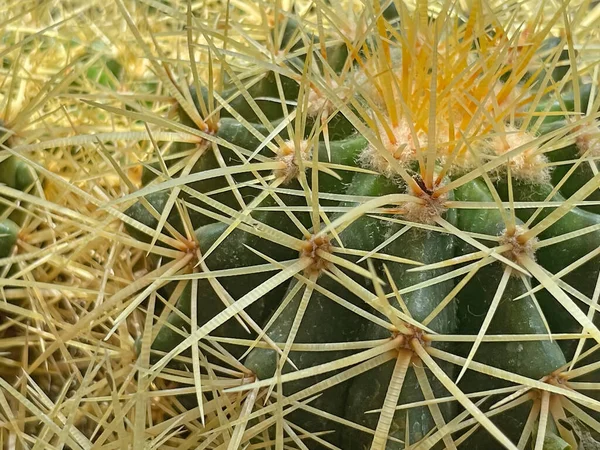 自然の中でのクローズアップサボテンの植物 — ストック写真