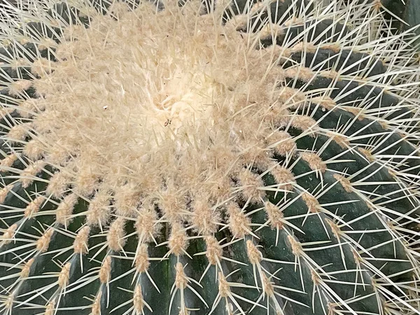 自然の中でのクローズアップサボテンの植物 — ストック写真