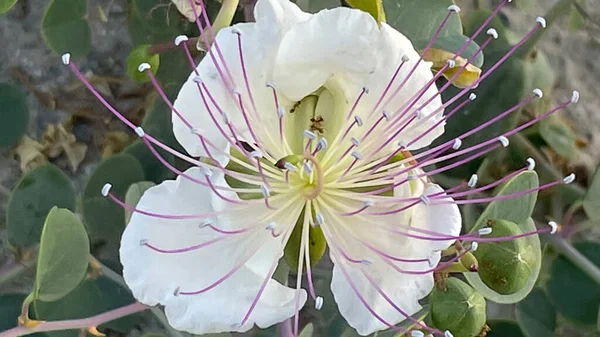 Zbliżenie Naturalne Caper Bush Kwiat — Zdjęcie stockowe