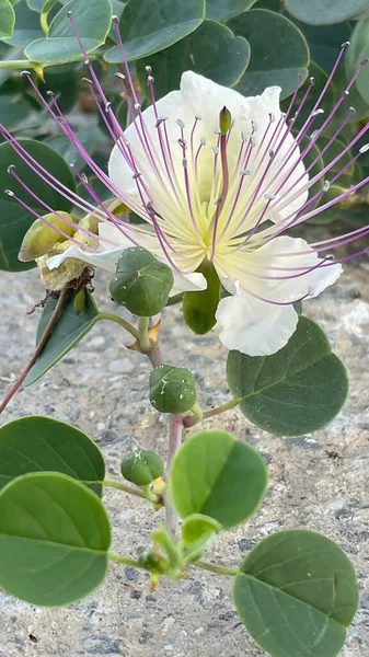 近くの天然のケッパーブッシュと花 — ストック写真