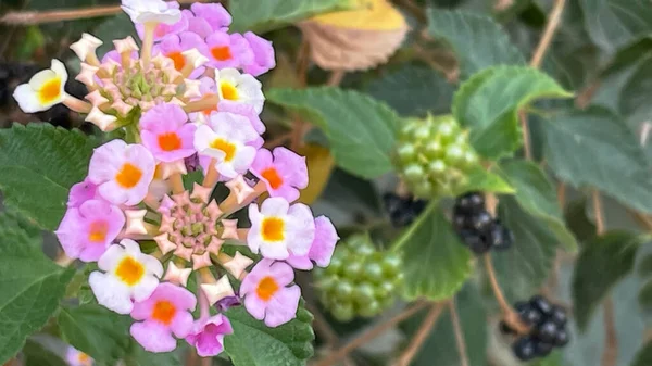 Cerca Flores Lantana Naturaleza —  Fotos de Stock