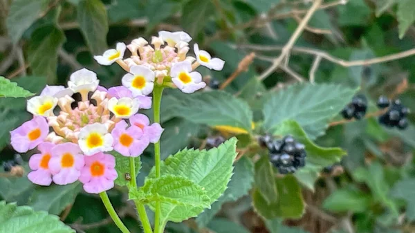 Fermer Fleurs Lantana Dans Nature — Photo