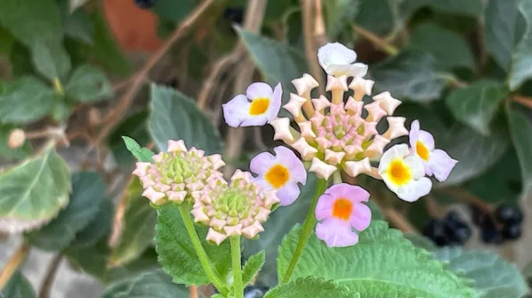 Lantana Blüten Aus Nächster Nähe Der Natur — Stockfoto