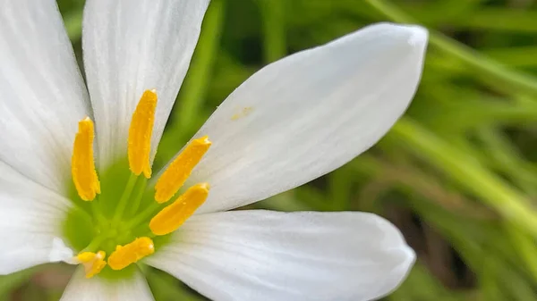 Zamknij Bajki Lilia Kwiaty Przyrodzie — Zdjęcie stockowe