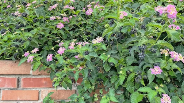 Cerca Flores Lantana Naturaleza — Foto de Stock