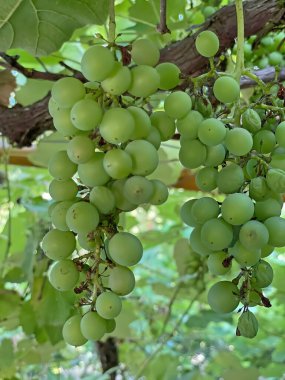 Doğada üzüm bağları ve üzüm bağları