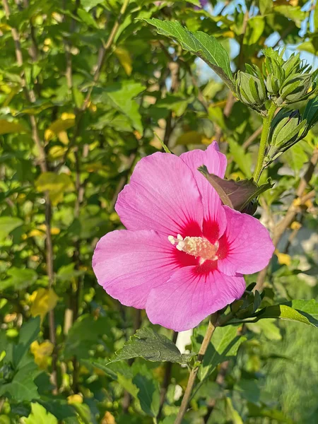 Природа Квіти Літній Сезон — стокове фото