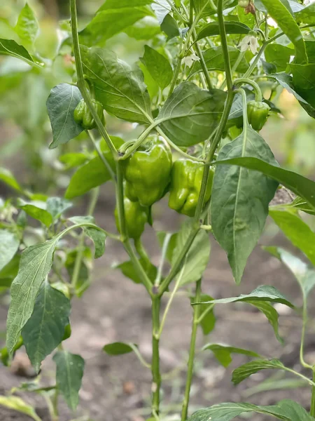 Zelená Paprika Terénu — Stock fotografie