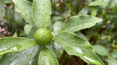 Kumkuat ağacı ve yeşil çiğ meyve yağmur damlalarıyla birlikte.