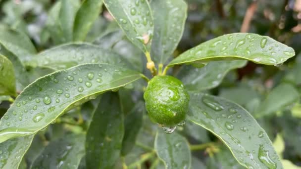 Kumquat fa és zöld nyers gyümölcs természetben esőcseppekkel