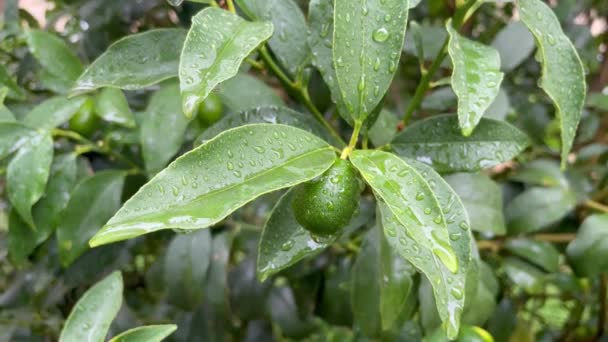 Árvore Kumquat Fruta Verde Crua Natureza Com Gotas Chuva — Vídeo de Stock