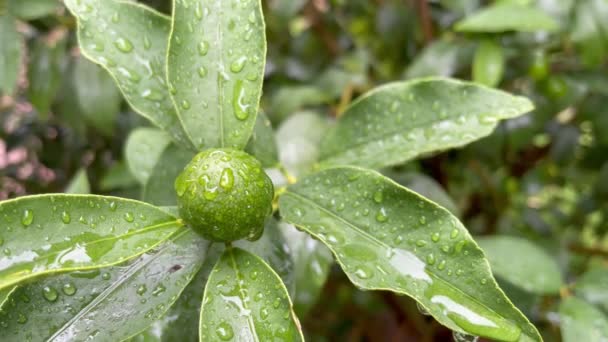 Kumquatbaum Und Grüne Rohe Früchte Der Natur Mit Regentropfen — Stockvideo