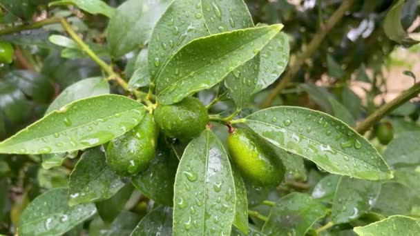 Árbol Kumquat Fruta Verde Cruda Naturaleza Con Gotas Lluvia — Vídeos de Stock