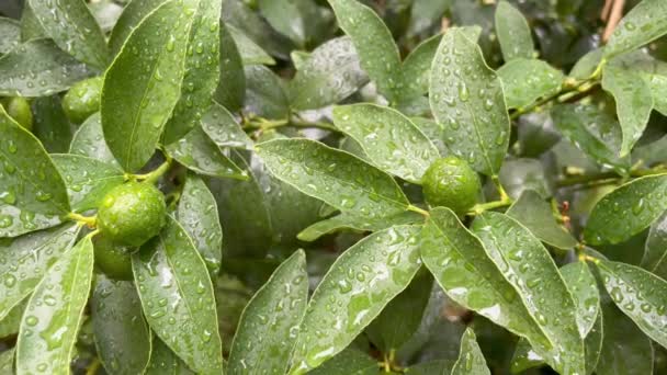 Kumquat tree and green raw fruit in nature with raindrops