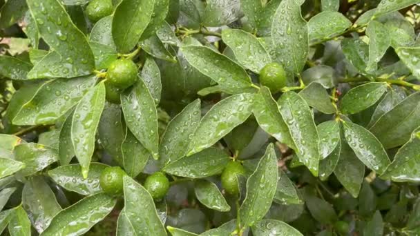 Kumquat Boom Groen Rauw Fruit Natuur Met Regendruppels — Stockvideo