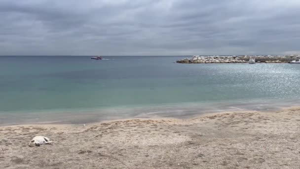 Bulutlu Gökyüzü Deniz Manzarası Tekneli Sahil Uyuyan Köpek — Stok video