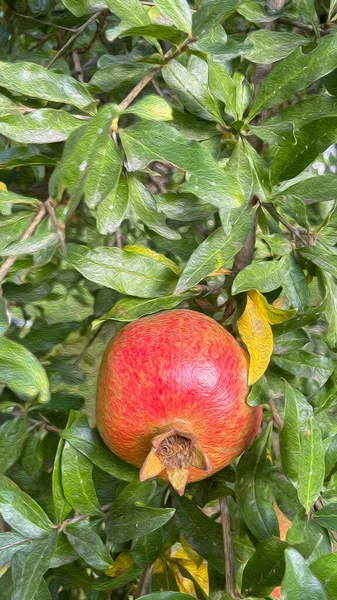 Granatapfelbaum Und Granatäpfel Mit Grünen Blättern Der Natur Mit Ölmaleffekt — Stockfoto