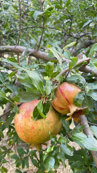 Granada Granadas Con Hojas Verdes Naturaleza Con Efecto Pintura Óleo —  Fotos de Stock