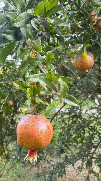 Granaatappel Boom Granaatappels Met Groene Bladeren Natuur Met Olieverfeffect — Stockfoto