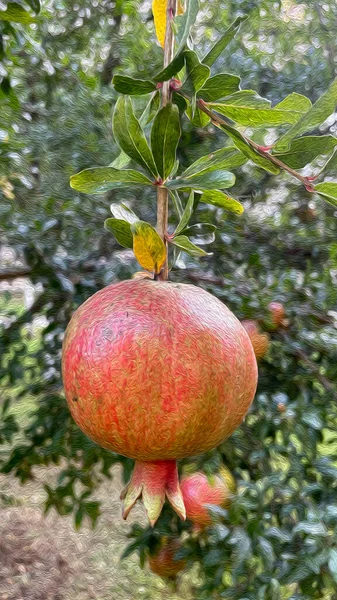 pomegranate tree and pomegranates with green leaves in nature with oil painting effect