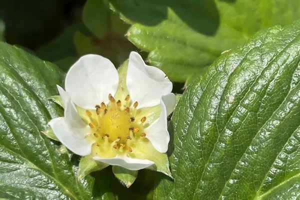 Полунична Квітка Горщику Зеленим Листям — стокове фото