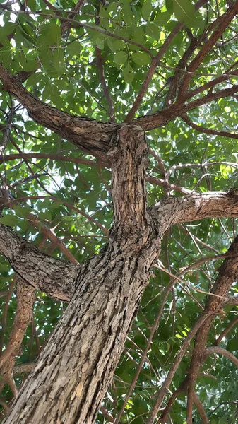 Árboles Del Suelo Cielo Naturaleza Verde —  Fotos de Stock