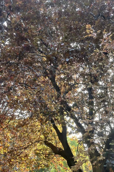 Bäume Vom Boden Bis Zum Himmel Grüner Natur — Stockfoto