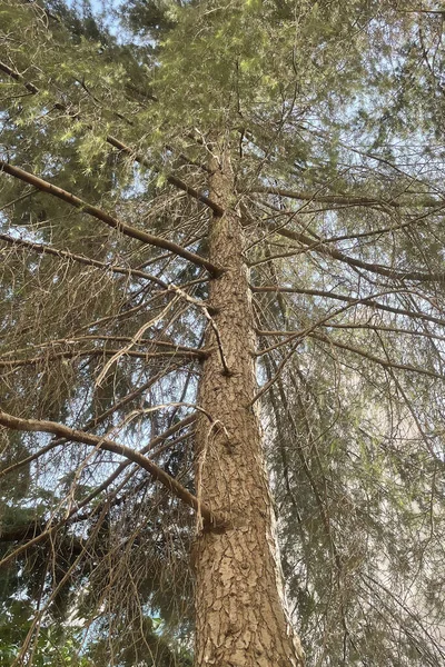 Bäume Vom Boden Bis Zum Himmel Grüner Natur — Stockfoto