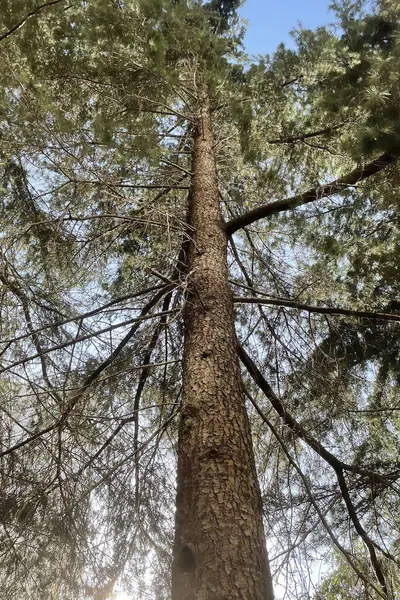 Drzewa Ziemi Nieba Zielonej Naturze — Zdjęcie stockowe