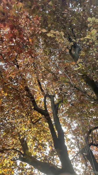 Ağaçlar Topraktan Gökyüzüne Yeşil Doğada — Stok fotoğraf