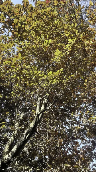 Träd Från Jord Till Himmel Grön Natur — Stockfoto