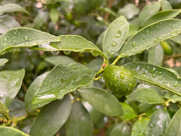 Albero Kumquat Frutta Cruda Verde Natura Con Gocce Pioggia — Foto Stock