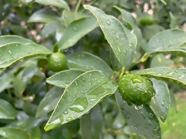 Árvore Kumquat Fruta Verde Crua Natureza Com Gotas Chuva — Fotografia de Stock