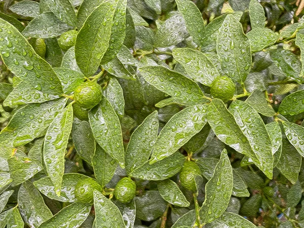 Kumquat Δέντρο Και Πράσινα Ωμά Φρούτα Στη Φύση Σταγόνες Βροχής — Φωτογραφία Αρχείου