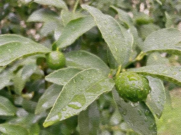 Árbol Kumquat Fruta Verde Cruda Naturaleza Con Gotas Lluvia — Foto de Stock