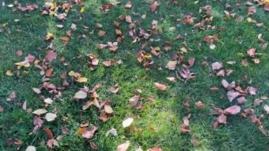 Doğada yürüyorum çimlerin ve sonbahar yapraklarının arasında
