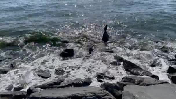 Ρύπανση Του Περιβάλλοντος Στην Ακτή Γκρεμούς Και Θάλασσα Στη Θάλασσα — Αρχείο Βίντεο