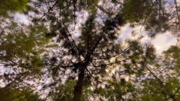 360 Graden Draaiend Uitzicht Pijnbomen — Stockvideo