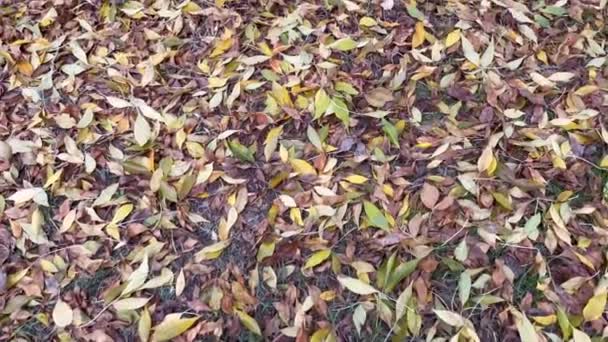 Wandelen Tussen Herfstbladeren Natuur — Stockvideo